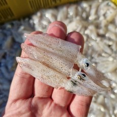 국내산 생물 호래기 500g 꼴뚜기 호래기회