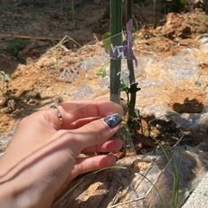 네임택 아크릴 식물픽 정원데코 투명