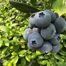 [무농약] 제주 국산 무농약 블루베리 특 왕특 왕, 1개, 무농약 블루베리 500g (왕특)