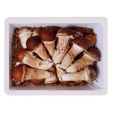 [햇담송]무농약 국내산 참송이버섯 특대사이즈 최상급 진한 송이향의 고급버섯, 1박스, 500g 최상급 특대사이즈