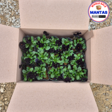 비올라 블랙 4치 15개세트 희귀한꽃 희귀한색상, 1개