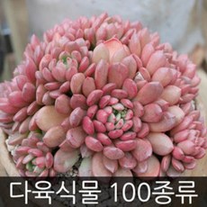 제이팟 다육이 키우기 쉬운 국민 다육식물 200종류 판매 미니 화분, A04. 프리티, 1개