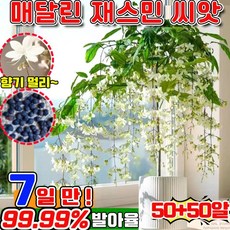 빠른 배송 100/200 행인 자스민 쟈스민 꽃나무 향기로운 재스민 강렬한 향의 매달린 재스민 씨앗 초높은 발아율 향기가 멀리 재스민 사은품 랜덤 증정, 100개
