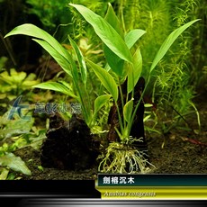 AC草影 劍榕沉木 一棵 陰性水草 耐熱 不用CO2 水生植物 水草造景 魚缸裝飾, 1個