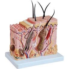 두피 모형 모형도 병리 수업 장식 교보재 이론 연구 척추 사람 두개골 조직 모낭 교구, 단일 항목, 1개