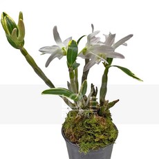 꽃사랑식물나라 은설 덴드로비움 무늬 난초 향기나는 꽃피는 희귀 난초 화분, 1개