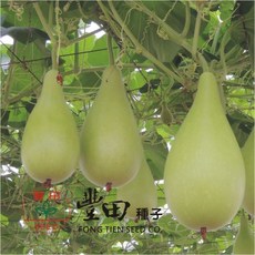 野菜部屋 K66 福寶梨仔匏種子 中包裝 抗病性強 產量高, 1包