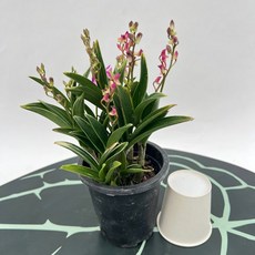 카틀레야 옐로우돌 1+1 카틀레아 난초 미니종 스마일화훼유통, 1세트