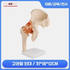 실습 교육용 관절 모형 견갑골 인체모형 해부도 해부학 쇄골 어깨 실험 추간판 더미, 1개, 4. 고관절 인대
