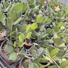 [올식스] 녹태고 다육식물 플랜테리어 홈가드닝, 단일, 1개