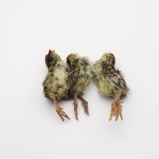 냉동 새끼 메추리 하퍼 스네이크 모니터 뱀먹이