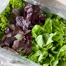 유러피안 샐러드 쌈채소, 1개, 1kg