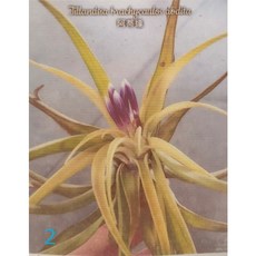 花花世界 空氣鳳梨 阿蒂達/漢瀰謬娜小精靈 高5-14公分, 阿蒂達