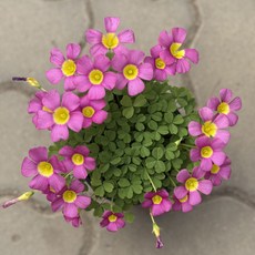 사랑초 다쿠퍼플 라즈베리 옥살리스 꽃 모종 봄꽃 키우기 실내식물 디디플랜트