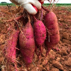 국내산 해남 꿀고구마 3kg 맛보기 특상 비세척 사이즈별, 혼합 랜덤과, 1개