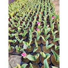 튤립구근 13종혼합 50구 추식구근 수성조경농원, 50개