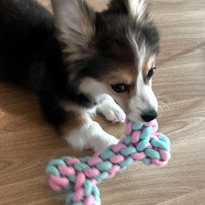 츄잉 6종 강아지 토이 로프 장난감