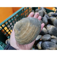 청년수산 거제도 생물 대왕사이즈 특대 개조개 당일어획 자연산 1kg(3~4미), 1개, 생물 개조개 1kg(5~7미)