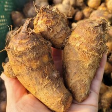 [국산 토란종자] 토란종근(상) 씨토란 텃밭재배 주말농장 학습교재용 산지직송 모이랑, 1개, 1kg