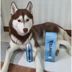 반려동물 오메가3 아이슬란딕 헤링오일 강아지 고양이 필수종합영양제 천연100%, 250ml, 1개