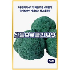 산들 브로콜리 씨앗 50립 고구형 숙기 빠른 품종 소량 브로콜리씨 종자, 1개