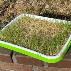 원예 식물 식물재배기 야채 키우기 새싹 재배기 실내 채소, 1개