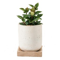 森林有塊田 辦公室植物, 綠色, 1個