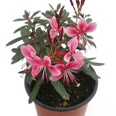 갑조네 바늘꽃(소품) 야생화 예쁜 꽃, 4개, 단일