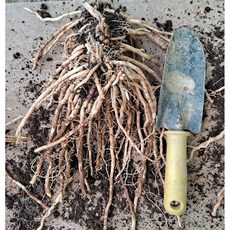 아스파라거스 종근 모종 구근 뿌리 2년생 텃밭재배 가정용 키우기 체험용 등, 2년생 그린