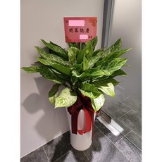 粗肋草盆栽-開幕/榮升/喬遷/會員大會/競選總部成立/世貿展適用 (高約120公分), 1個