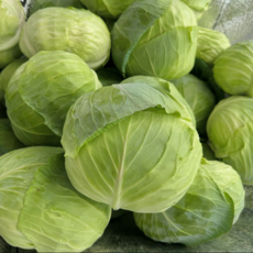 산지꾼 국내산 양배추 통 양배추, 1개, 10kg