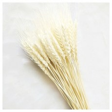 米白色麥穗乾燥花35支 - 自然風格居家裝飾，簡約溫馨乾燥花藝擺設, 米白色