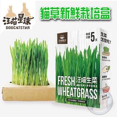 汪喵星球 貓草新鮮栽培盒-貓咪生菜 去毛球 貓咪零食 貓草種植 貓蔬菜 貓野菜 貓青菜 排毛, 1個