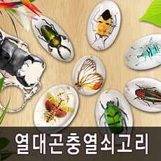 [충우곤충박물관] 곤충열쇠고리 모음(고르기상품), 꽃무지, 1개