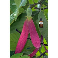 古芸香脂純精油 5ml Gurjum Balm Pure Essential Oil, 1個, 50ml