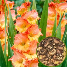 글라디올러스 프린세스 마가렛 로즈 구근 3구/5구/10구 춘식구근 여름꽃, 3개입