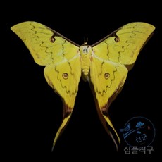 금지카테고리//출산/육아-완구/인형-자연/과학완구-곤충학습EERC, A
