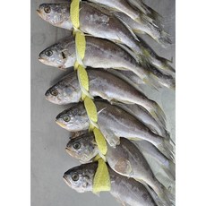 굴비다움 못난이굴비 왕파 20미, 1개, 1.8kg