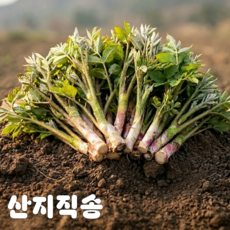 봄나물 두릅 햇두릅 눈꽃두릅 땅두릅, 1박스, 500g