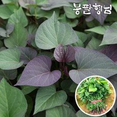 2026 호풍미모종 1kg 고구마순 호박고구마모종, 1개, 요청일 발송