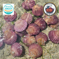 통영 홍가리비 제철 가리비찜 구이용 당일조업 세척, 1개, 2kg