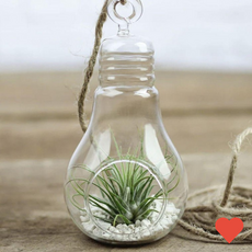 원예 식물 틸란드시아 이오난사 공기정화 실내 활용