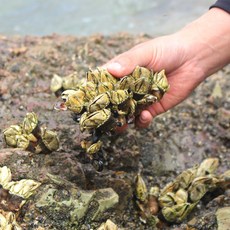 100% 자연산 거북손 자숙 후 급냉, 1개, 1kg