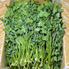 농진사 향나물 이태리 파슬리 국내산 특품, 2kg, 1개