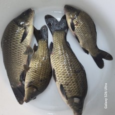 토종붕어 냉동 생물 매운탕 붕어즙용 국내산, 1개, 1kg 냉동 (비늘,내장 제거)