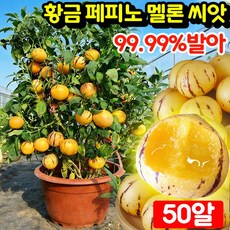 [쉬운재배] 50알/100알/200알 황금 페피노 멜론 씨앗 페피노 멜론 씨앗 모종 봉지 포장 우유향 황금 크림향 수분 많은 건강에 좋은 맛있는 과일 씨앗, 50개