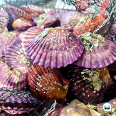 국내산 가리비 생물 고성 홍가리비 순살 관자 가리비살, 1개