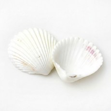 오꿈 조개모형 조개껍데기 100g, A05 조개껍질 빗살B (100g), 1개
