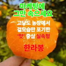 [맛중심실속형] 제주도 한라봉 최대17브릭스 11년농가직송, 1개, 2kg