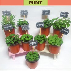 미스터허브 농장직영 로즈마리 애플민트 바질 공기정화식물, 08_레몬밤, 1개